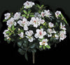Azaleas