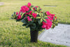 Azaleas