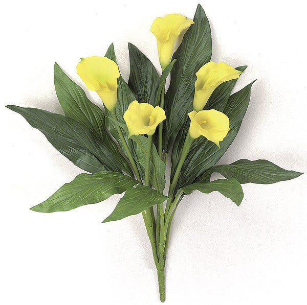 calla lily plant yellow leaves Calla Lily