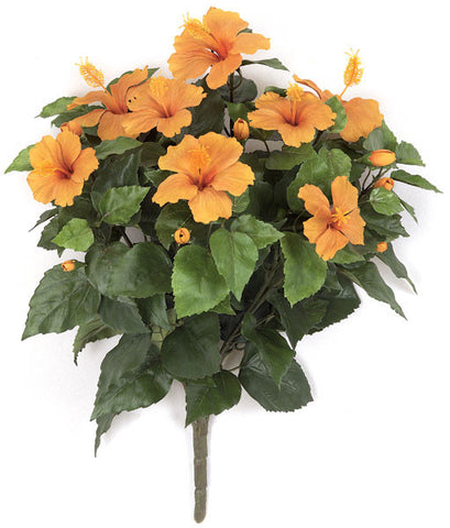 Hibiscus Bush